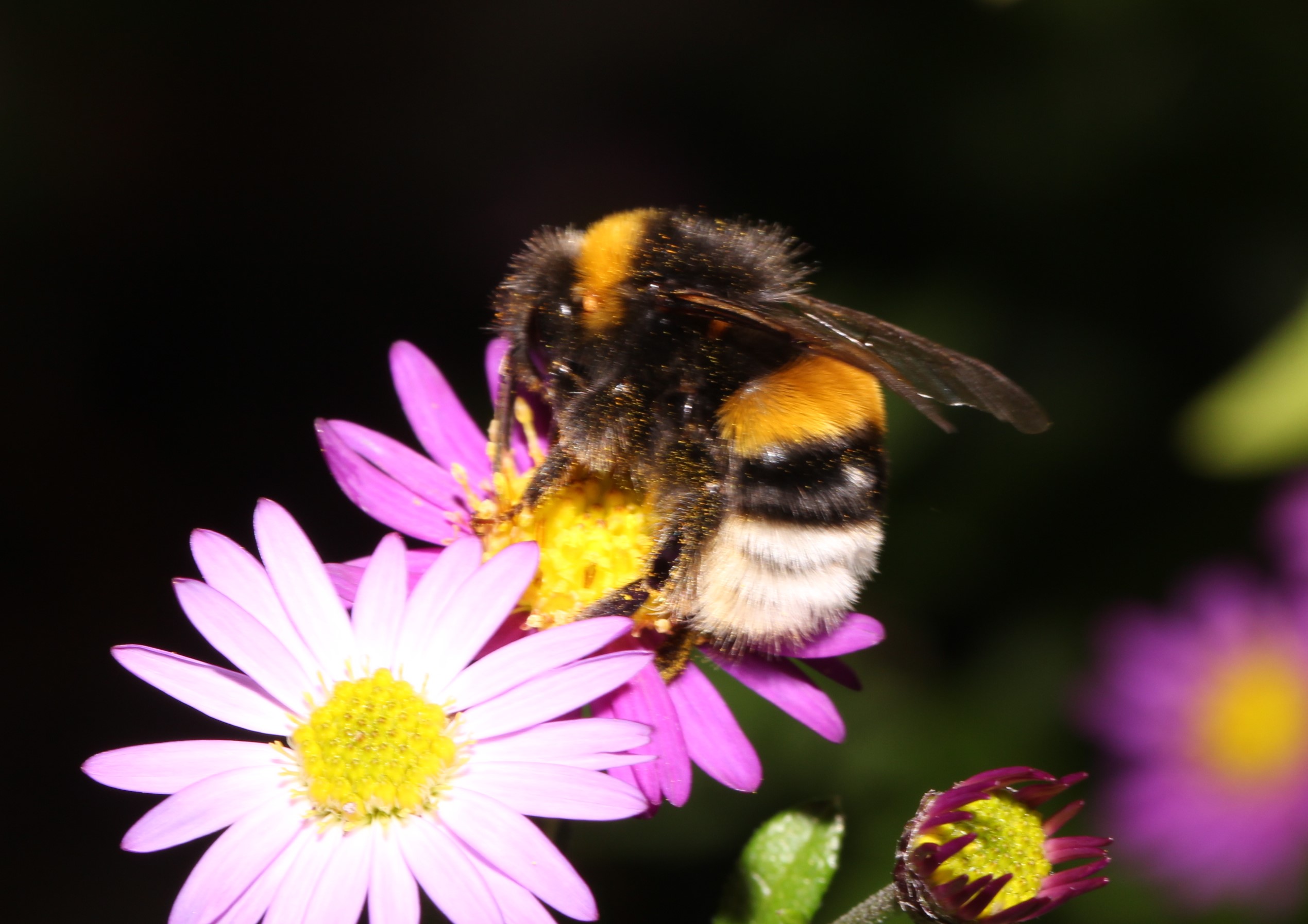 Erdhummel auf Aster Ezo Murasaki